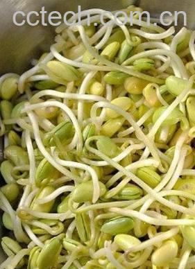 果蔬百科黄豆芽变绿可以吃吗？-0