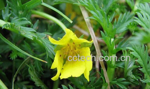 果蔬百科委陵菜怎么吃-0