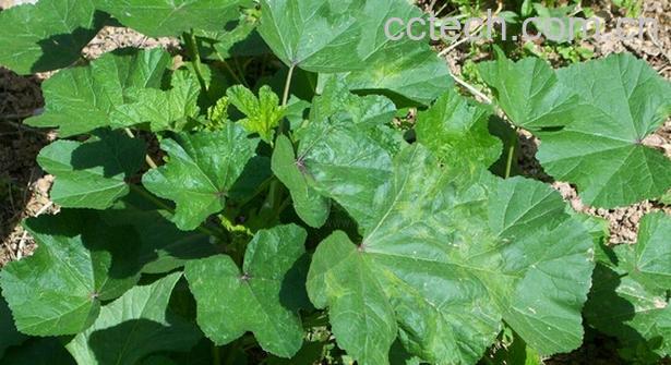 果蔬百科冬葵的功效与作用-0