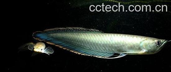 果蔬百科黑龙鱼怎么养-0