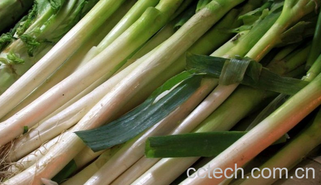 果蔬百科葱的营养价值与功效-0