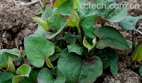 果蔬百科蕺菜的营养价值与功效-0