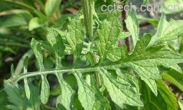 果蔬百科泥胡菜的营养价值与功效-0