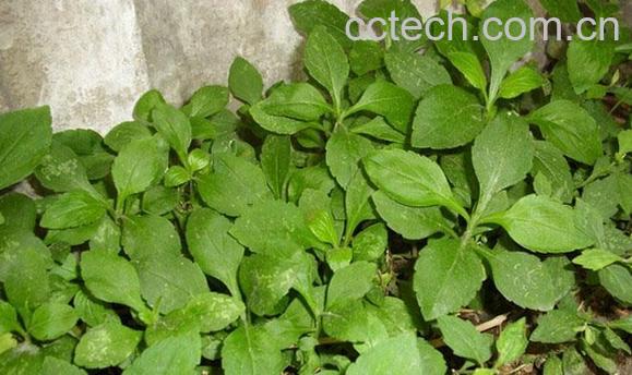 果蔬百科遏蓝菜的营养价值与功效-0