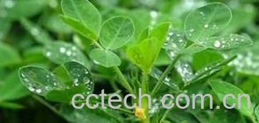 果蔬百科花生叶药用价值和功效-0