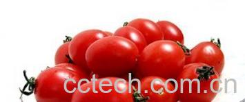果蔬百科小番茄是转基因吗-0