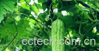 果蔬百科苦瓜的营养价值及功效-0