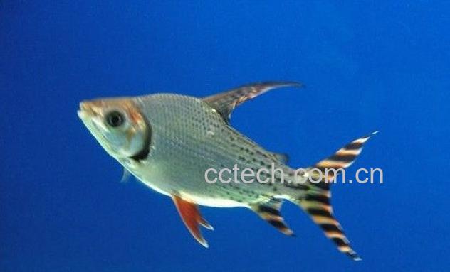 果蔬百科飞凤鱼能清理鱼缸吗 飞凤鱼吃什么食物-0