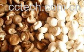 果蔬百科双孢蘑菇怎么做好吃-0