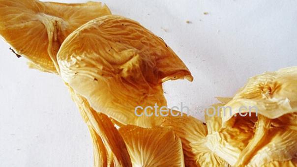 果蔬百科鸡油菌的功效与作用-0