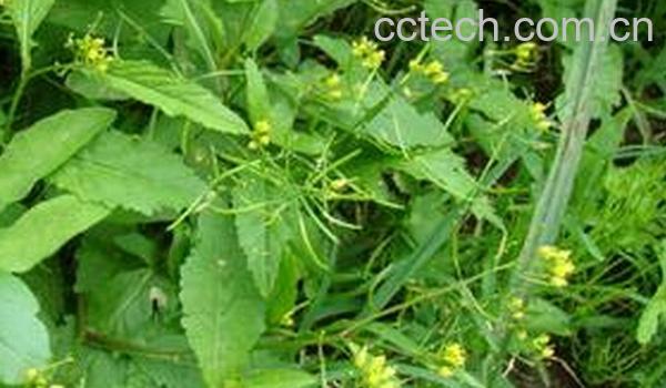 果蔬百科G菜的营养价值与食用方法-0