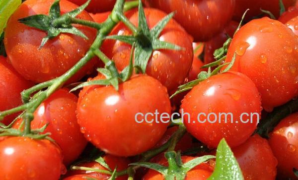 果蔬百科吃西红柿减肥-0