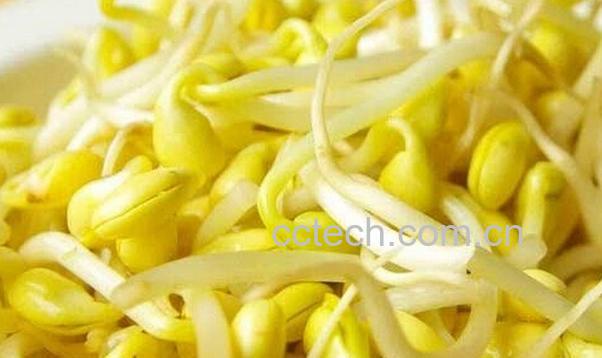 果蔬百科黄豆芽的营养价值与功效-0