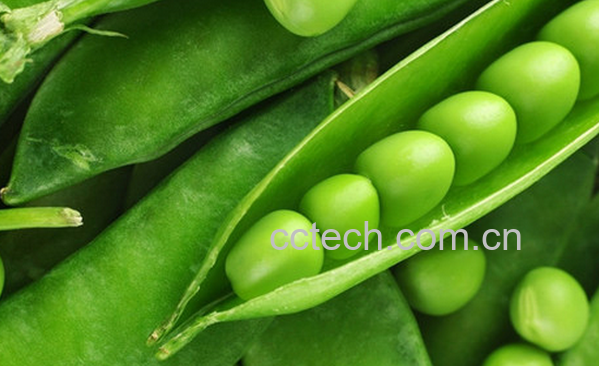 果蔬百科荷兰豆的营养价值与功效-0