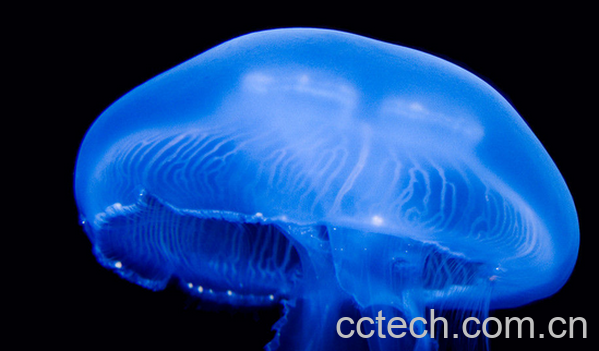 果蔬百科水母能吃吗-0