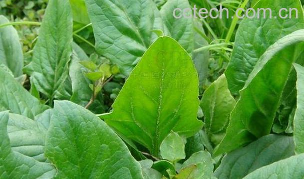 果蔬百科菠菜子-0