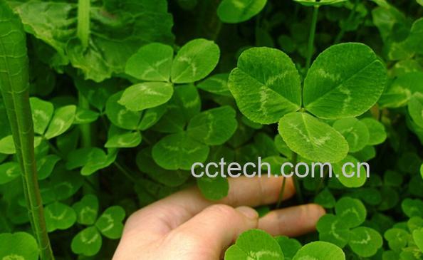 果蔬百科苜蓿的功效与作用-0