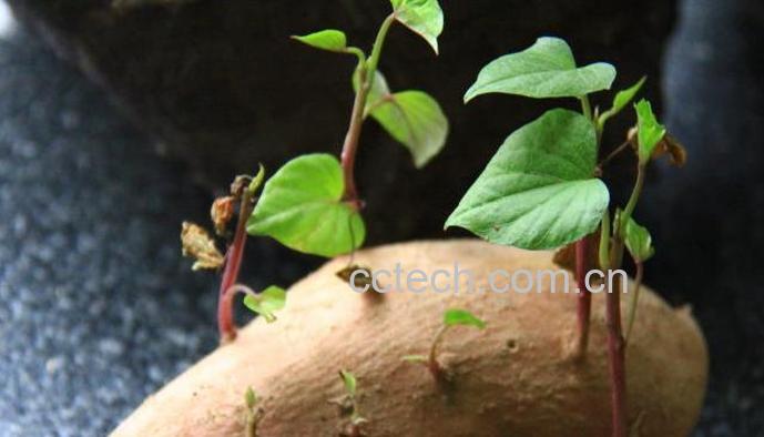 果蔬百科地瓜发芽能吃吗-0