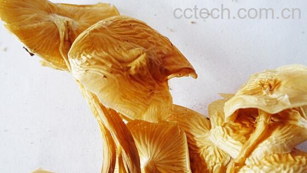 果蔬百科黄丝菌的功效与作用-0