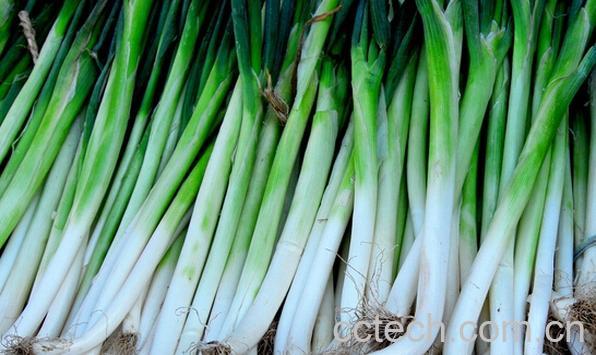 果蔬百科大葱的药用功效-0