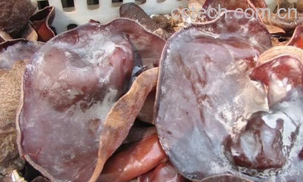 果蔬百科毛木耳的功效与作用-0