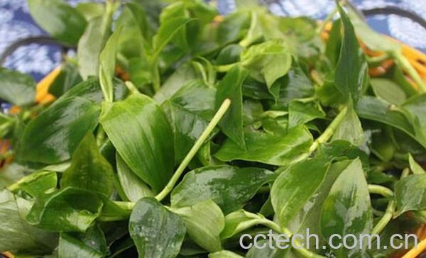 果蔬百科竹叶菜的功效与作用-0