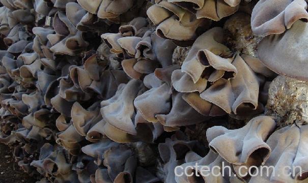 果蔬百科毛木耳和黑木耳的区别-0