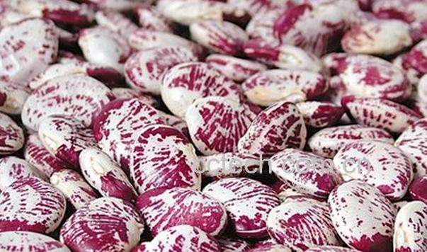 果蔬百科肾豆的功效与作用-0