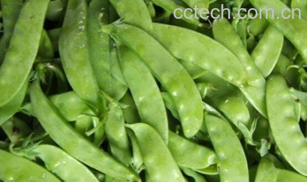 果蔬百科荷兰豆的功效与作用-0