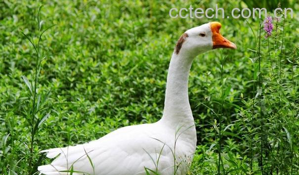 果蔬百科鹅的营养价值与功效-0