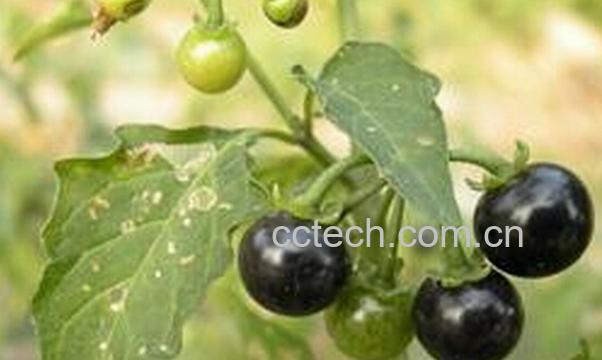 果蔬百科龙葵怎么吃好-0