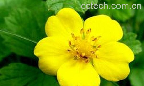 果蔬百科委陵菜的功效与作用-0