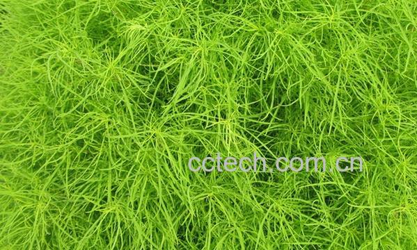 果蔬百科地肤的功效与作用-0