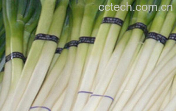 果蔬百科葱白的功效与作用-0