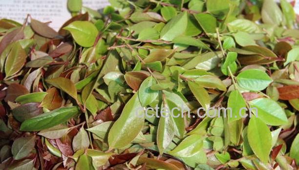 果蔬百科乌药叶的功效与作用-0