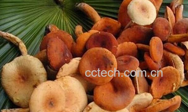 果蔬百科奶浆菌的功效与作用-0