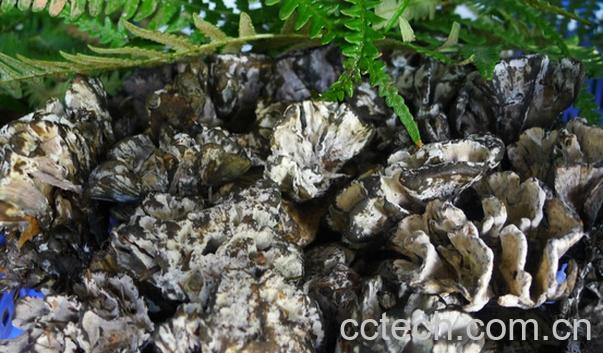 果蔬百科干巴菌的功效与作用-0