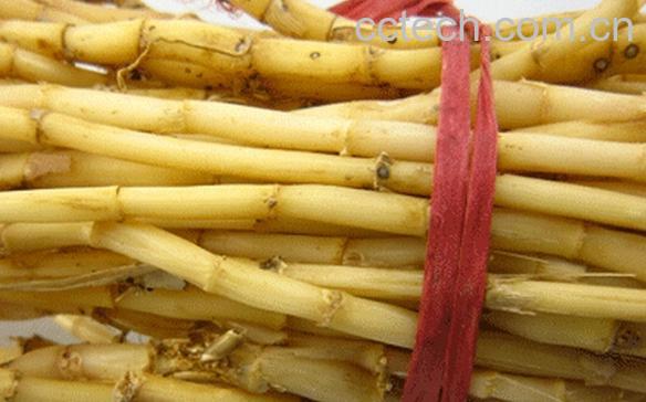 果蔬百科芦根的功效与作用及食用方法-0