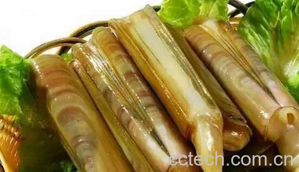 果蔬百科长竹蛏的营养价值与功效-0