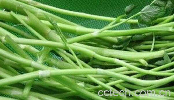 果蔬百科水芹菜的功效与作用-0