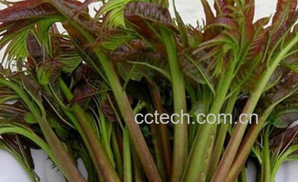 果蔬百科香椿芽的营养价值与功效-0