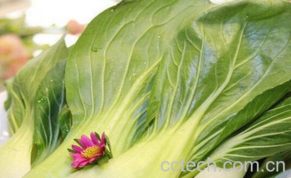 果蔬百科奶油菜的功效与作用-0