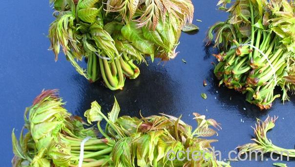 果蔬百科香椿的食用禁忌-0