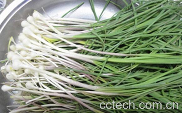果蔬百科野韭菜的功效与作用-0