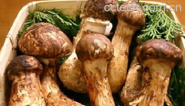 果蔬百科松茸怎么吃-0