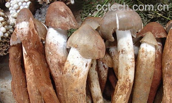 果蔬百科鸡枞菌的功效与作用-0