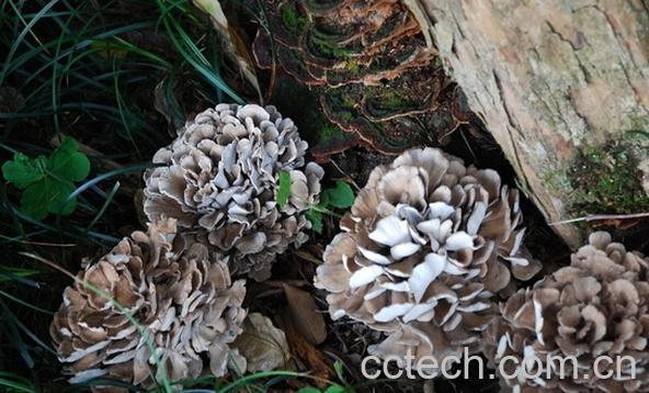 果蔬百科灰树花的功效与作用-0