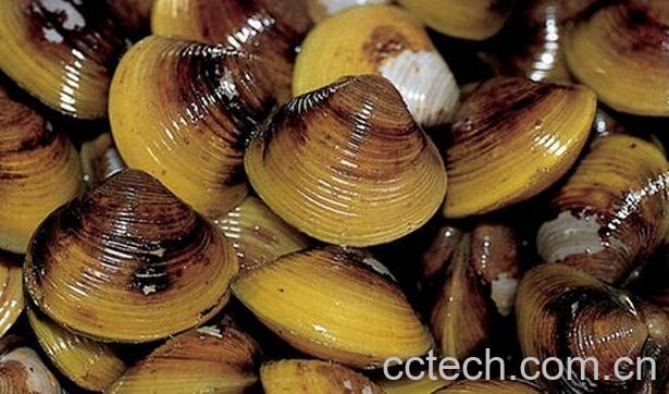 果蔬百科河蚬的功效与作用-0