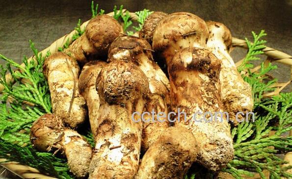 果蔬百科松茸的功效与作用-0