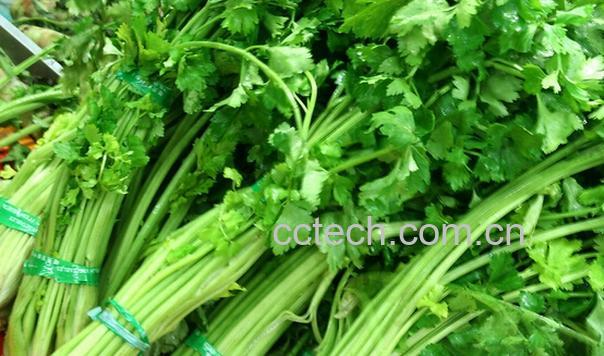 果蔬百科香芹的功效与作用-0